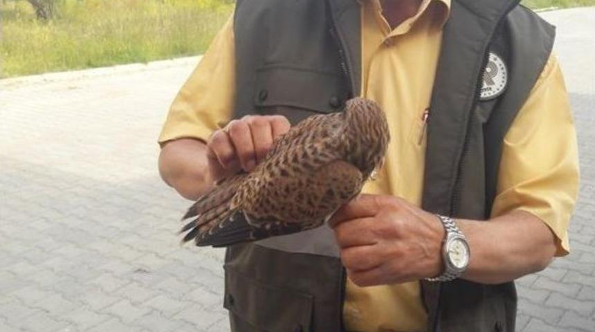 Van’da Yaralı Kerkenez Tedavi Altına Alındı