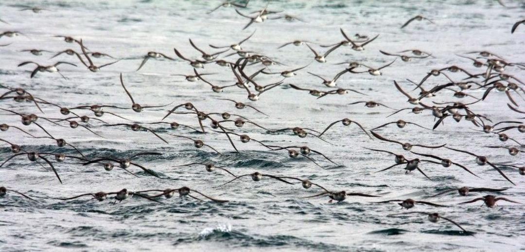 Doğa G&ouml;zlemcileri, Oltalara Takılan Yelkovan Kuşları İ&ccedil;in Uyardı