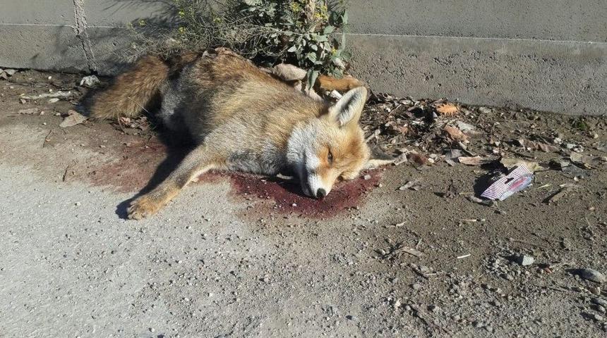 Tokat&rsquo;ta Bir Aracın &Ccedil;arptığı Tilki Telef Oldu