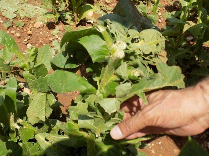 5 Günde İkinci Kez Sel Ve Dolu Vurdu G2