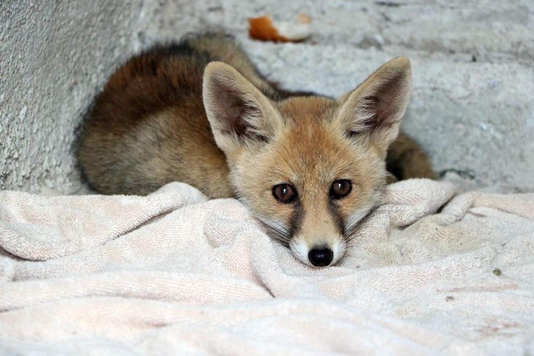 Yaralı Yavru Tilkiyi Evinin Bah&ccedil;esinde Bebek Gibi Besliyor