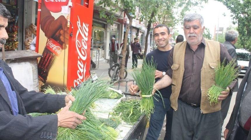 Sirik Otu Piyasaya &Ccedil;ıktı