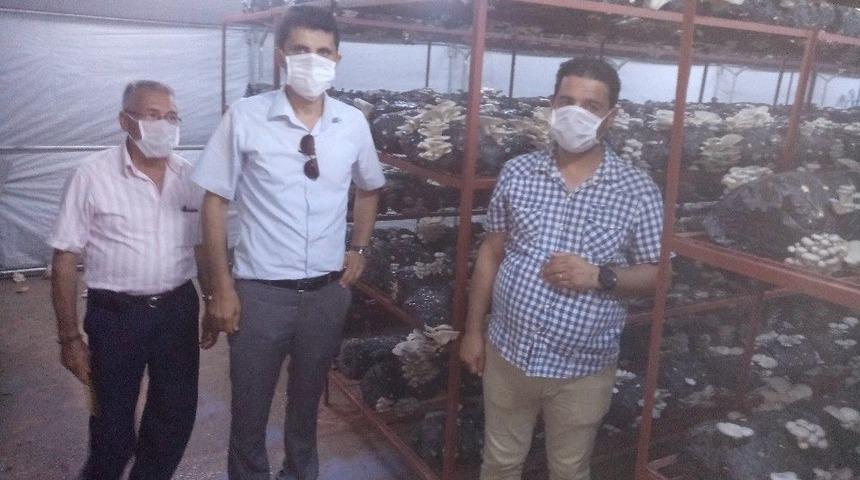 G&uuml;lnar&rsquo;da Mantar Yetiştiriciliği Teşvik Ediliyor