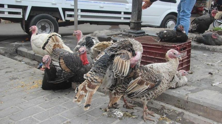 Kilis&rsquo;te Hindilere Rağbet Yok