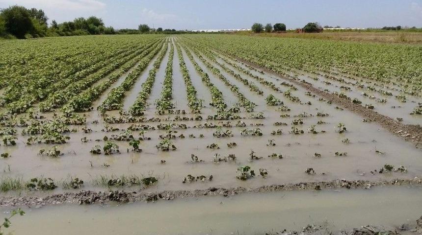 Antalya&rsquo;da Şiddetli Yağmur Pamuk Tarlalarını G&ouml;le &Ccedil;evirdi