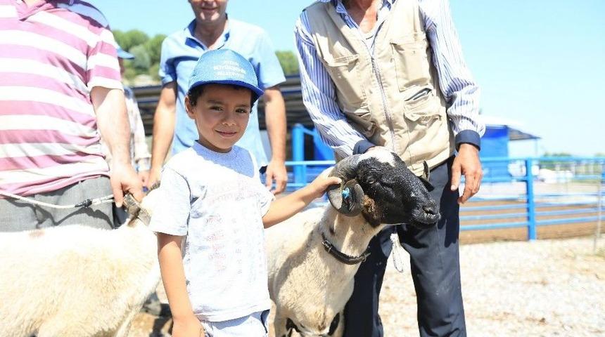 Büyükşehir Hayvancılığı Desteklemeye Devam Ediyor