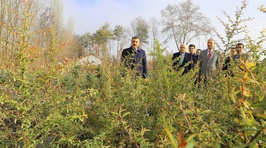 G&uuml;rkan Fidanlıkta İncelemede Bulundu