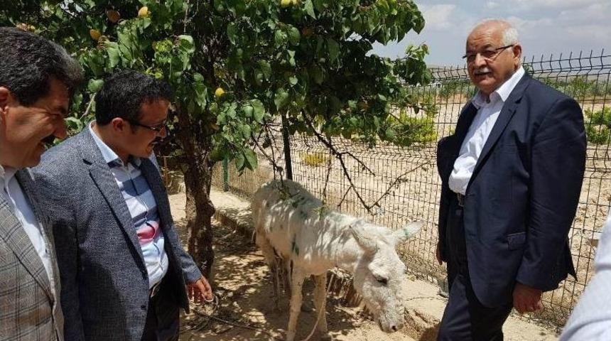 Milletvekili Erdoğan&rsquo;dan Hayvan Dostlarına M&uuml;jde