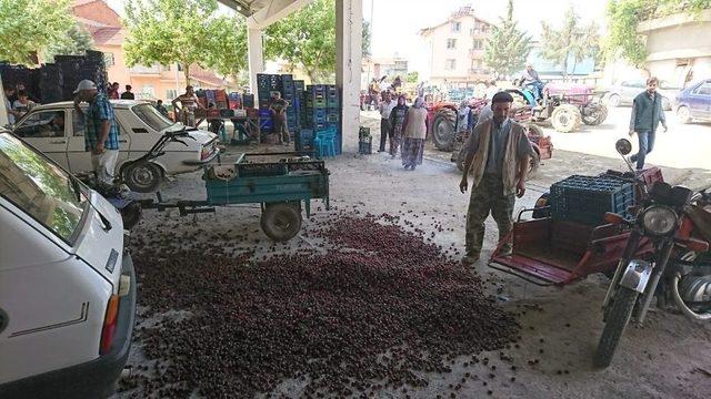 Kiraz Üreticisinin Fiyat Tepkisi