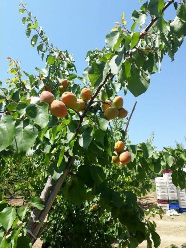 Reyhanlı&rsquo;da Kayısı Hasadı Başladı 1