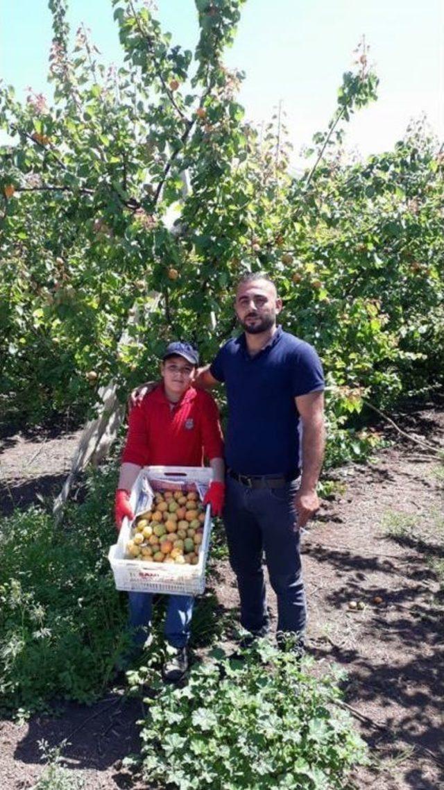 Reyhanlı&rsquo;da Kayısı Hasadı Başladı 2