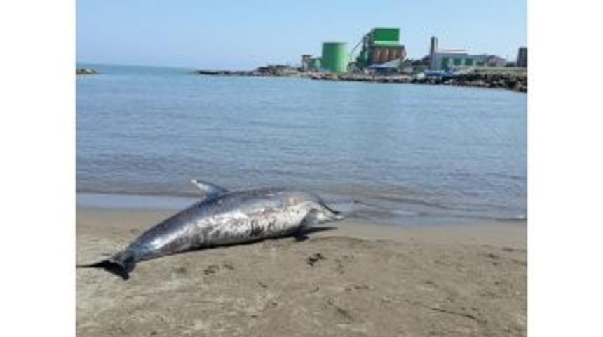 Ordu&rsquo;da Yunus &Ouml;l&uuml;s&uuml; Kıyıya Vurdu