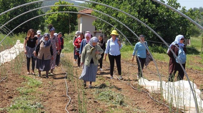 Muğla&rsquo;nın Yenilebilir Otları Tanıtılıyor