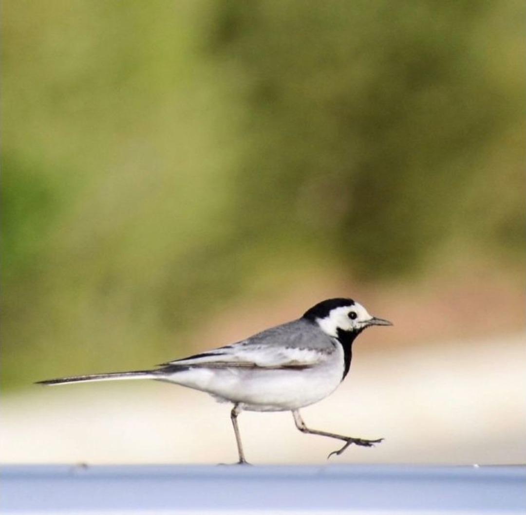 Sarıkamış&rsquo;ta Doğa G&ouml;rsel Ş&ouml;len Oluşturdu