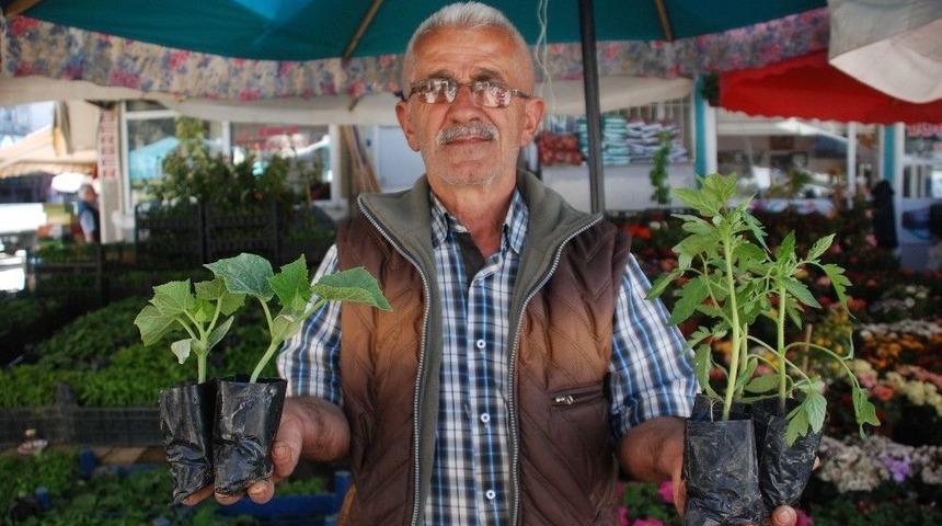 Sebze Fideleri Tezgahlardaki Yerini Aldı