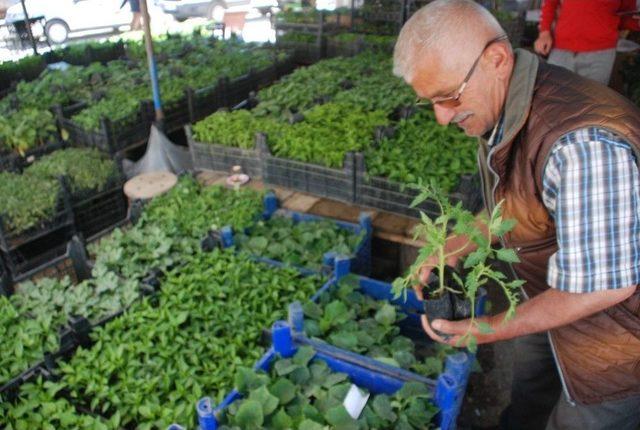 Sebze Fideleri Tezgahlardaki Yerini Aldı