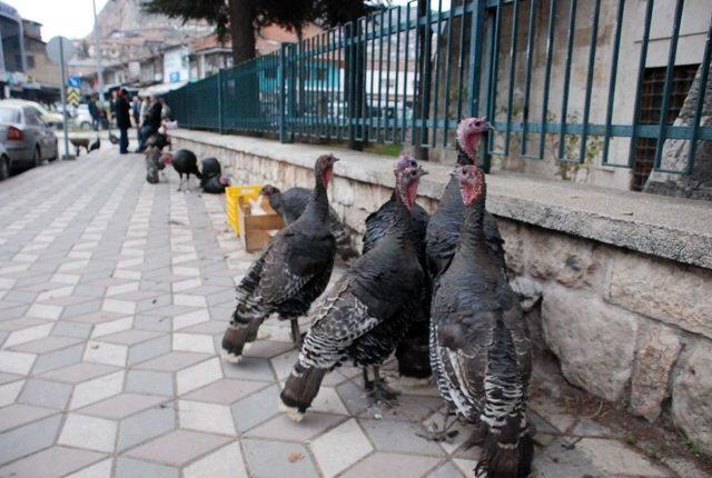 Hindi Satışlarında Sıkı Pazarlık