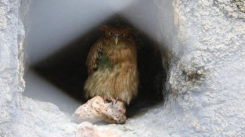 &rsquo;balık Baykuşu&rsquo; Mersin&rsquo;de Koruma Altına Alındı