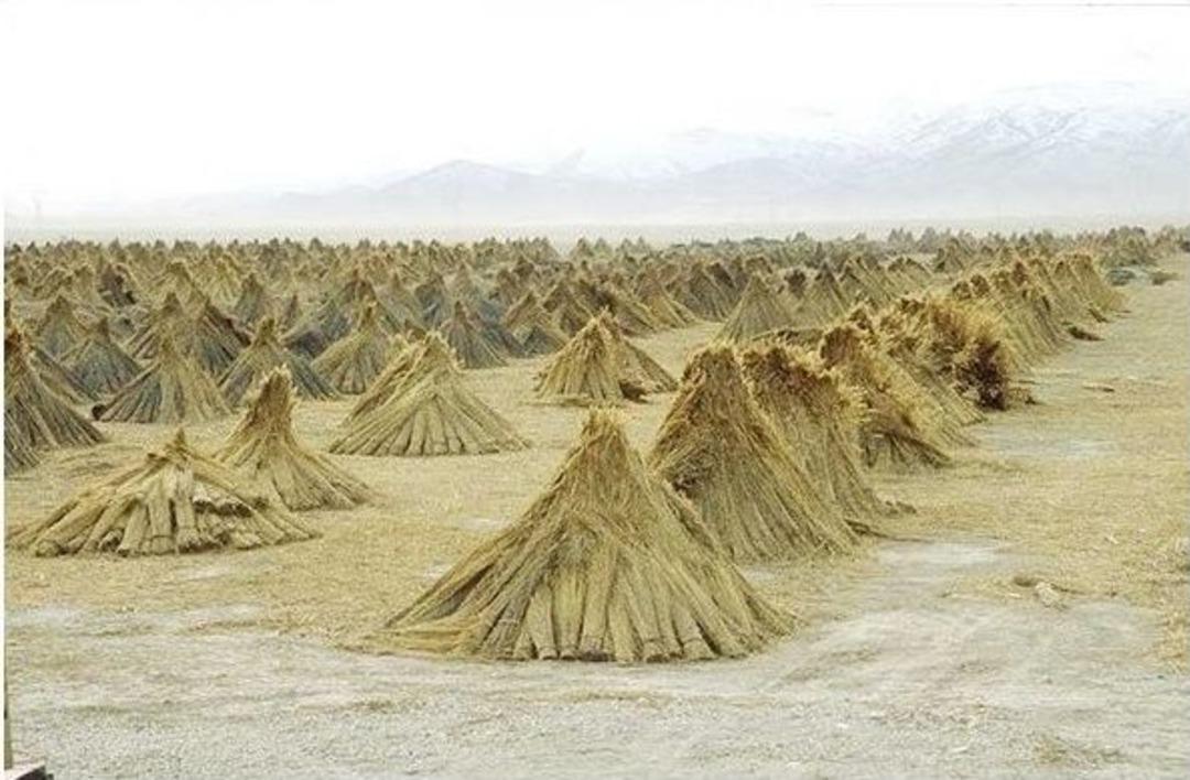 Eber G&ouml;l&uuml;&rsquo;ndeki Sazlıklardan Elektirik &Uuml;retilecek