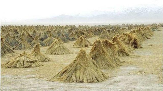 Eber Gölü’ndeki Sazlıklardan Elektirik Üretilecek