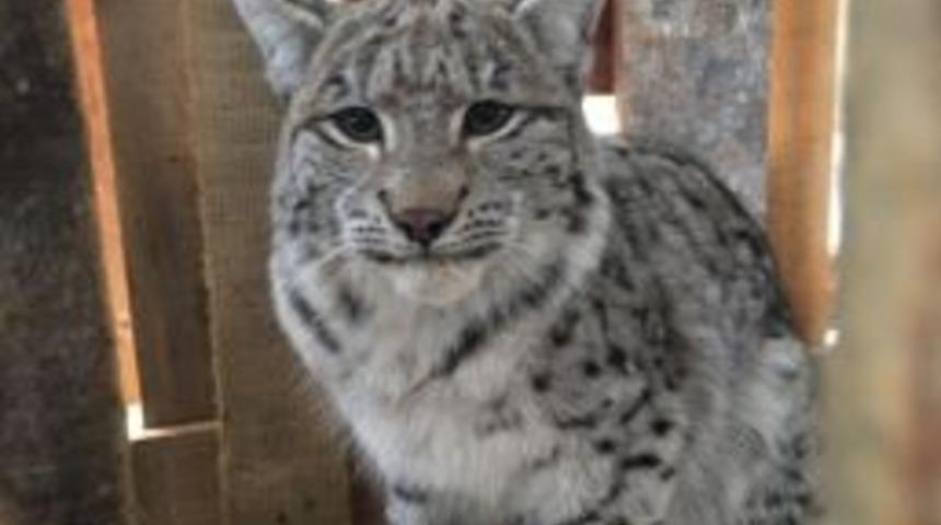 Yavru Vaşağa &Ouml;ğrenciler Sahip &Ccedil;ıktı