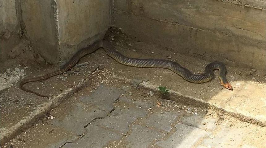 Vatandaşların Evlerine Giren Yılanlar Tek Tek Yakalandı