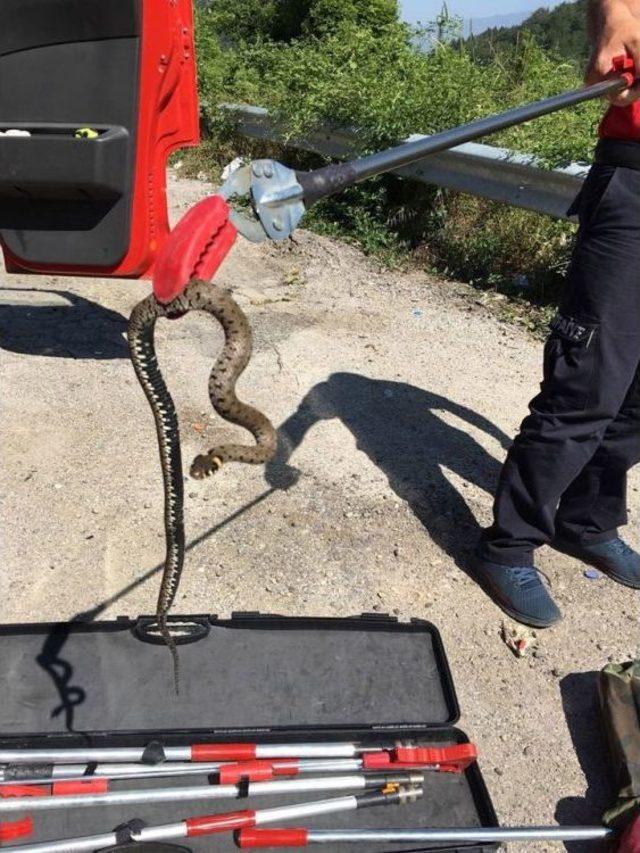 Vatandaşların Evlerine Giren Yılanlar Tek Tek Yakalandı