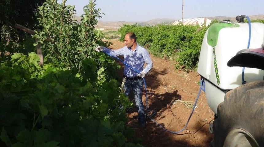 Gerc&uuml;ş&rsquo;te Bağ K&uuml;llemesine Karşı M&uuml;cadele Başladı
