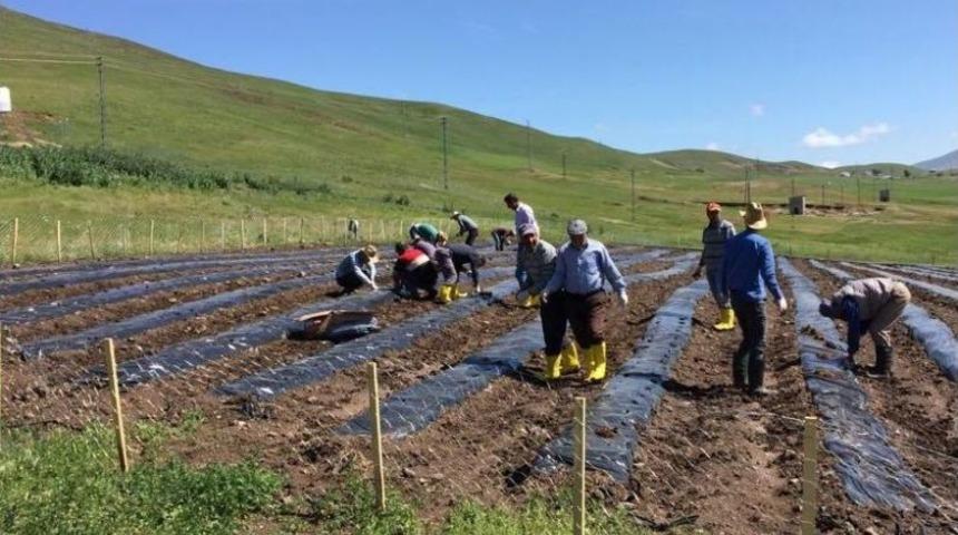 &Ccedil;aldıran&rsquo;da &Ccedil;ilek Yetiştiriciliği