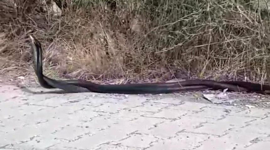 Hatay&rsquo;da Yılanların Dansı G&ouml;renleri Şaşırttı