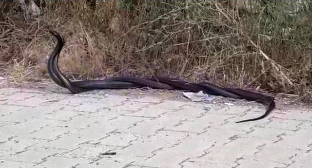 Hatay’da Yılanların Dansı Görenleri Şaşırttı