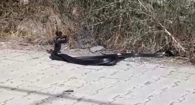 Hatay’da Yılanların Dansı Görenleri Şaşırttı