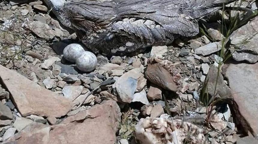 Ur Kekliği Kulu&ccedil;kada G&ouml;r&uuml;nt&uuml;lendi