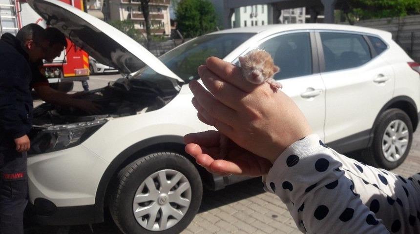 Aracının Motoruna Sıkışan Yavru Kediyi Sahiplendi