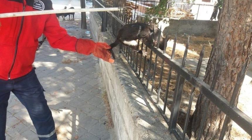 Ağa&ccedil;tan Atlamak İsterken Demir Parmaklıklara Saplandı