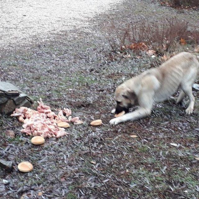 Isparta Ülkü Ocakları’ndan Sokak Hayvanlarına Yardım