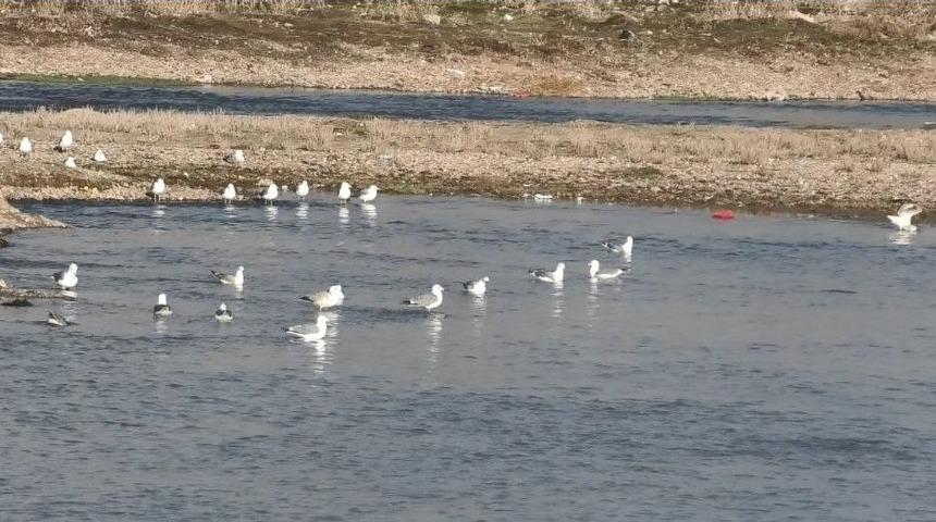 Murat Nehri&rsquo;nde Martılar Avlanmaya Başladı