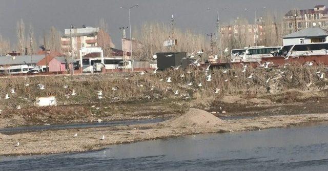 Murat Nehri’nde Martılar Avlanmaya Başladı