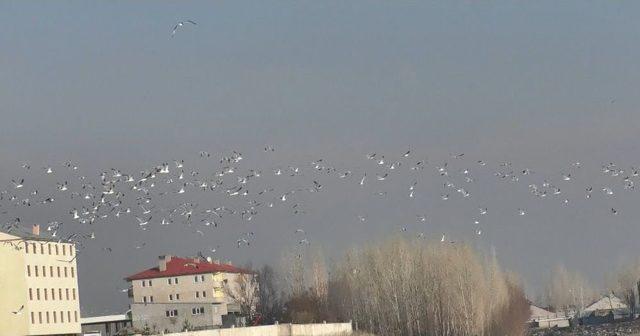 Murat Nehri’nde Martılar Avlanmaya Başladı