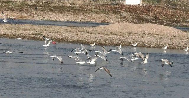 Murat Nehri’nde Martılar Avlanmaya Başladı