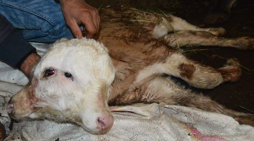 &Ccedil;ift Başlı Buzağı Doğdu