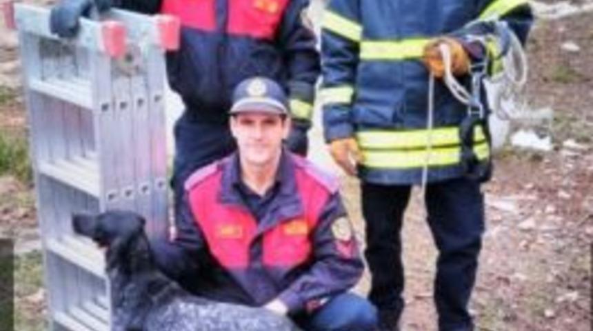 Aydın&rsquo;da Sokak Hayvanları Sahipsiz Değil