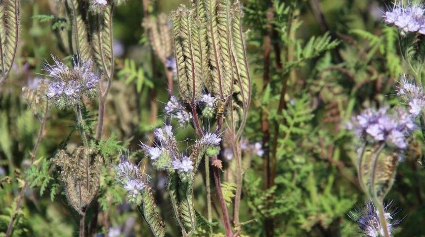 Adana İl Gıda Tarım Ve Hayvancılık M&uuml;d&uuml;r&uuml; Tekin: "arı Otunu Yaygınlaştırarak Bal &Uuml;retimini Artıracağız"