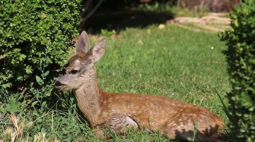 Kırklareli&rsquo;de Annesini Kaybeden Karaca G&ouml;z&uuml;n&uuml; İstanbul&rsquo;da A&ccedil;tı