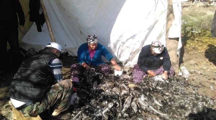 Gaziantep&rsquo;te Hindiler Elde Kaldı