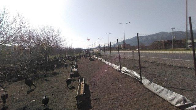 Gaziantep’te Hindiler Elde Kaldı