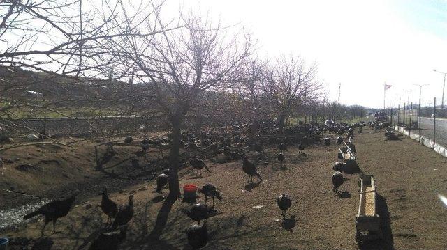 Gaziantep’te Hindiler Elde Kaldı