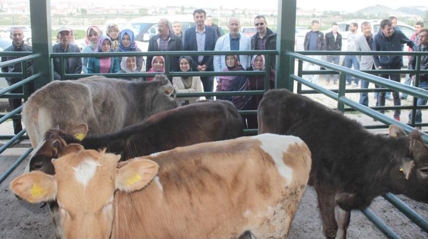 Tavşanlı&rsquo;da 14 Gen&ccedil; &Ccedil;ift&ccedil;i 6&rsquo;şar Adet Damızlık D&uuml;ve