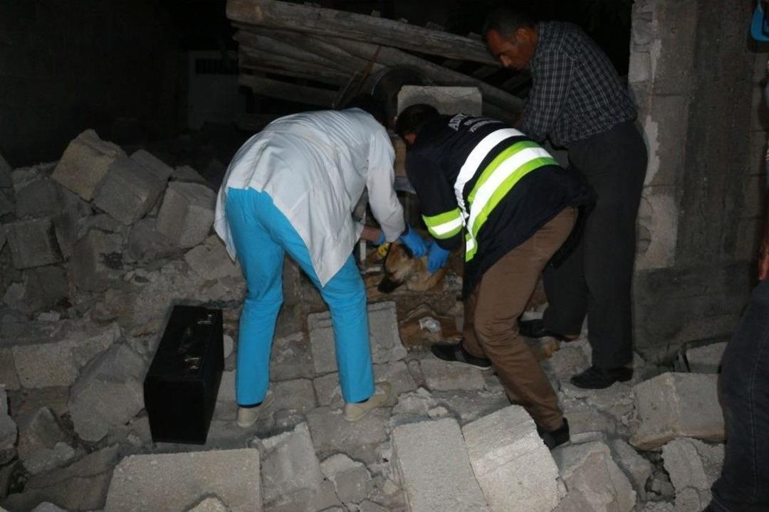 Enkaz Altında Kalan K&ouml;pek 16 Saat Sonra &Ccedil;ıkarıldı