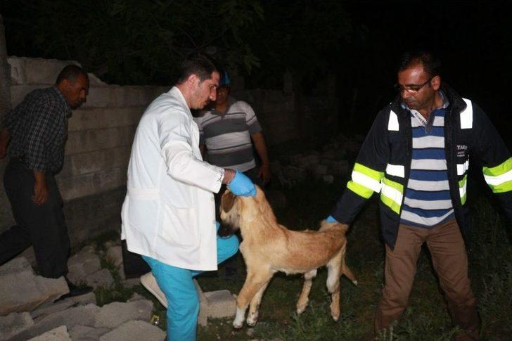 Enkaz Altında Kalan Köpek 16 Saat Sonra Çıkarıldı G1